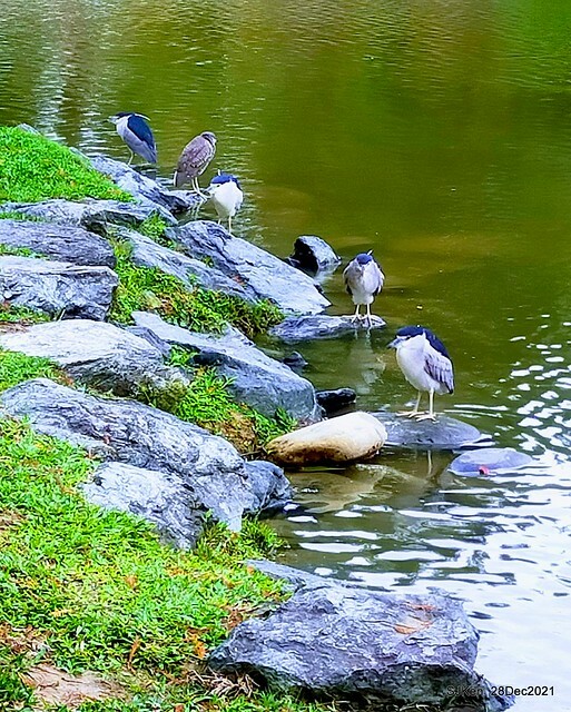 Larix pine & water birds at Big lake garden, Taipei, Taiwan, SJKen, Dec 28, 2021.
