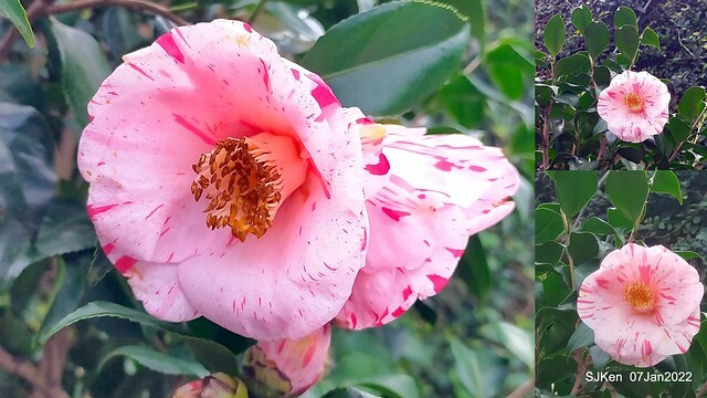 2022「花IN台北」台北花季花卉試驗中心茶花展(2022 Camillia exhibition), Taipei, Taiwan, SJKen,Jan 7,  2022.