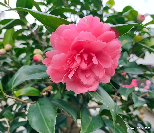 2022「花IN台北」台北花季花卉試驗中心茶花展(2022 Camillia exhibition), Taipei, Taiwan, SJKen,Jan 7,  2022.