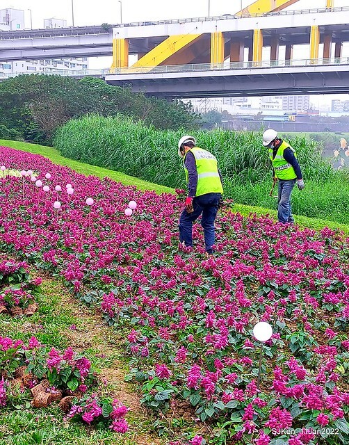 成美左岸河濱公園花海(Flower blossoms of Cheng-Me riverbank garden), Taipei, Taiwan, SJKen, Jan 11, 2022.