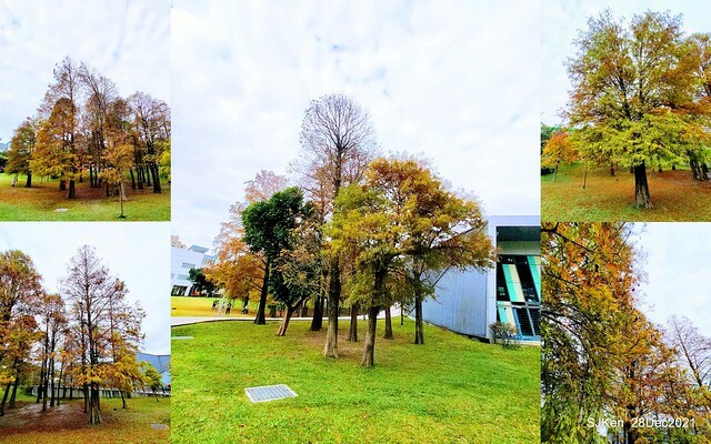 Larix pine & water birds at Big lake garden, Taipei, Taiwan, SJKen, Dec 28, 2021.