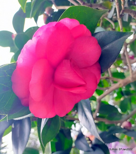 2022「花IN台北」台北花季花卉試驗中心茶花展(2022 Camillia exhibition), Taipei, Taiwan, SJKen,Jan 7,  2022.