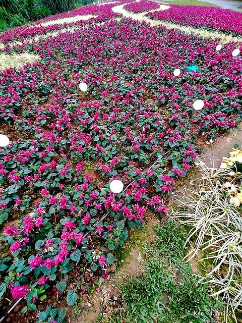 成美左岸河濱公園花海(Flower blossoms of Cheng-Me riverbank garden), Taipei, Taiwan, SJKen, Jan 11, 2022.
