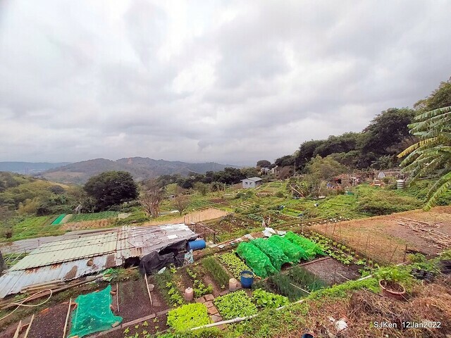 「風尾步道賞櫻」(Cherry blossoms at Windtail, Yangming mountain, Taipei, Taiwan, SJKen, Jan 12, 2022.