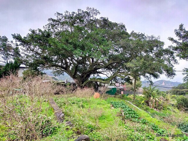 「風尾步道賞櫻」(Cherry blossoms at Windtail, Yangming mountain, Taipei, Taiwan, SJKen, Jan 12, 2022.