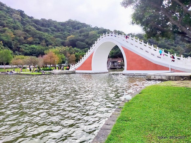 Larix pine & water birds at Big lake garden, Taipei, Taiwan, SJKen, Dec 28, 2021.