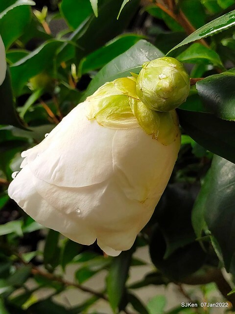 2022「花IN台北」台北花季花卉試驗中心茶花展(2022 Camillia exhibition), Taipei, Taiwan, SJKen,Jan 7,  2022.