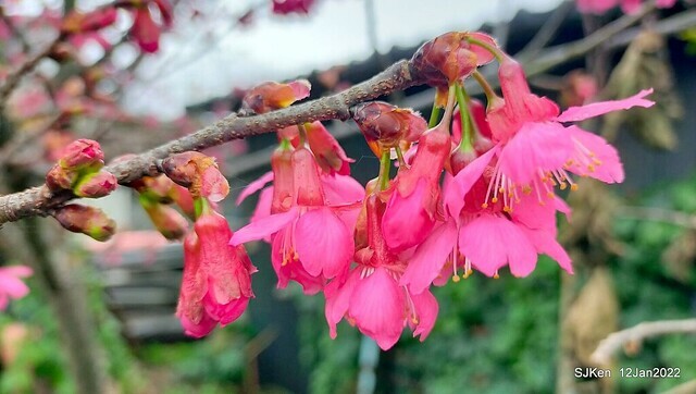 「風尾步道賞櫻」(Cherry blossoms at Windtail, Yangming mountain, Taipei, Taiwan, SJKen, Jan 12, 2022.