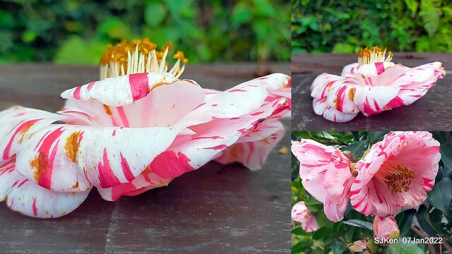 2022「花IN台北」台北花季花卉試驗中心茶花展(2022 Camillia exhibition), Taipei, Taiwan, SJKen,Jan 7,  2022.