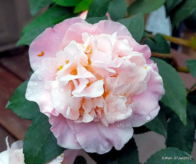 2022「花IN台北」台北花季花卉試驗中心茶花展(2022 Camillia exhibition), Taipei, Taiwan, SJKen,Jan 7,  2022.