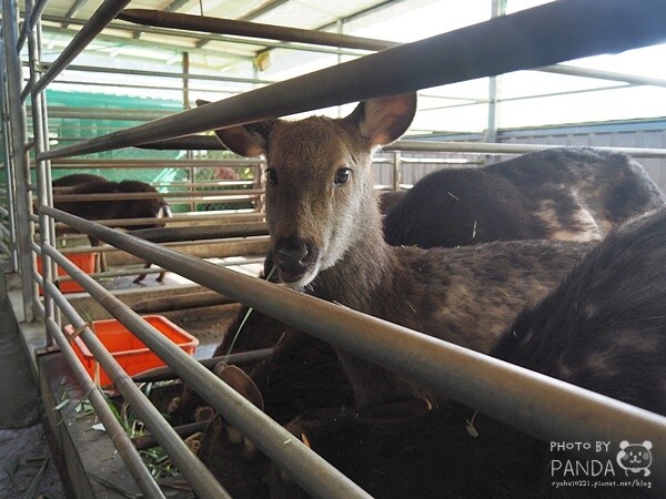 花鹿秘境-李家摸蜆農場 (7)