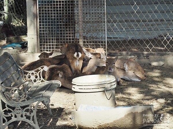 花鹿秘境-李家摸蜆農場 (30)