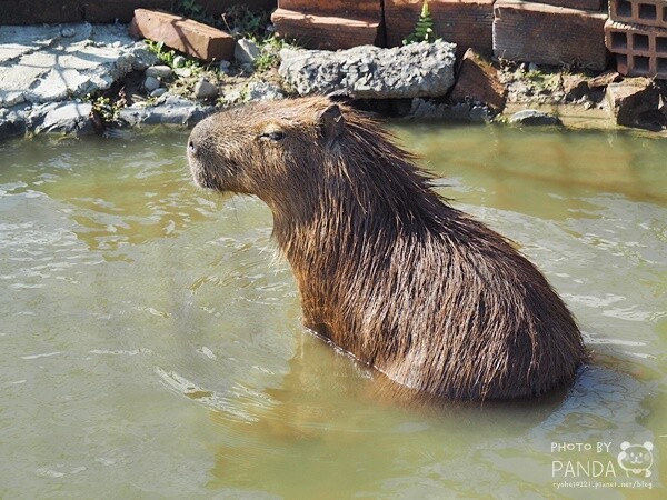花鹿秘境-李家摸蜆農場 (21)
