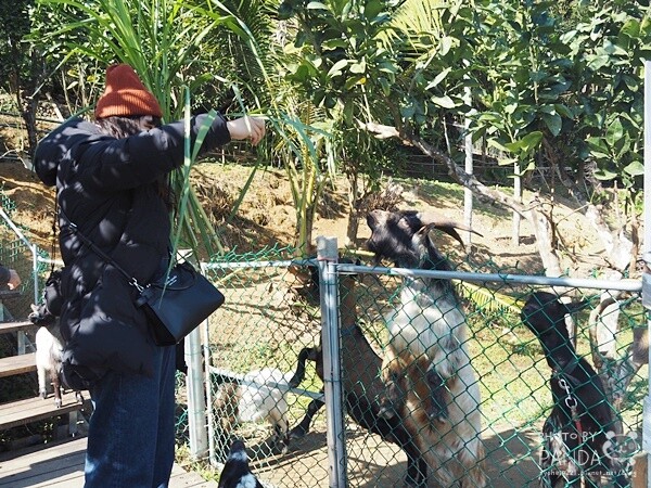 花鹿秘境-李家摸蜆農場 (12)