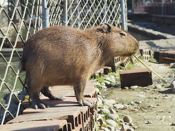 花鹿秘境-李家摸蜆農場 (20)