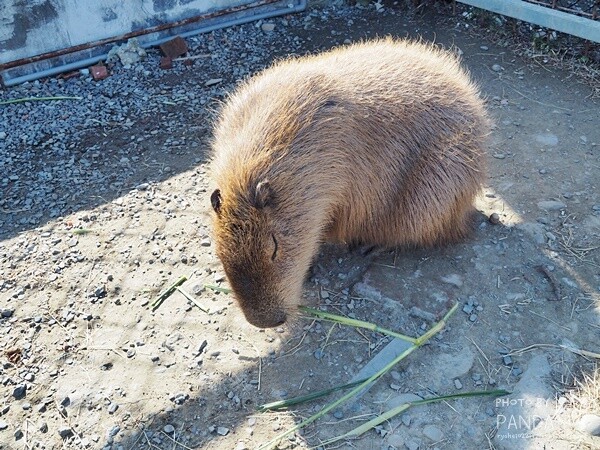 花鹿秘境-李家摸蜆農場 (18)