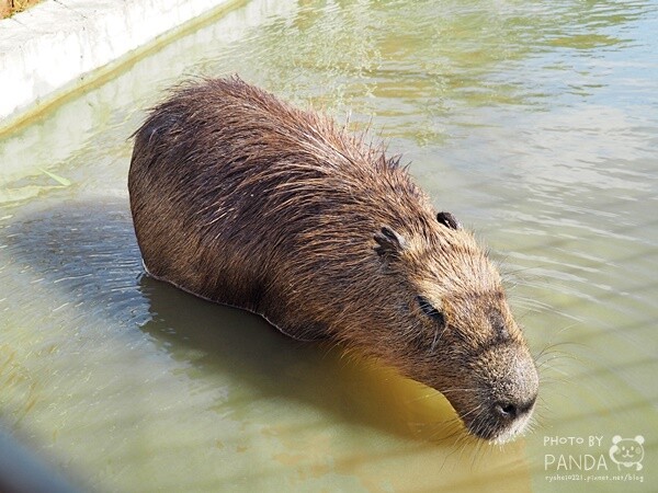 花鹿秘境-李家摸蜆農場 (19)