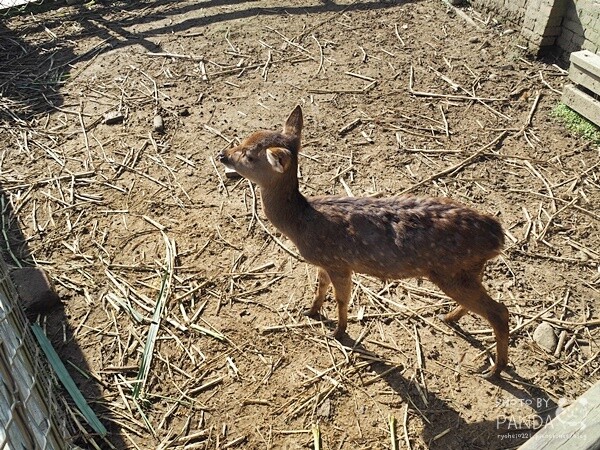 花鹿秘境-李家摸蜆農場 (31)