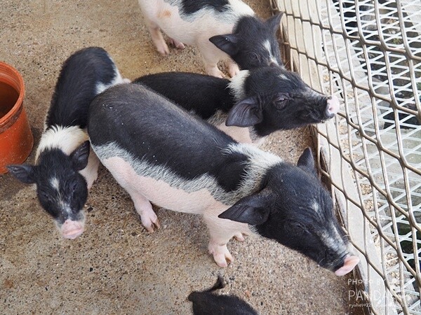 花鹿秘境-李家摸蜆農場 (26)