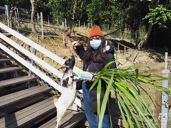 花鹿秘境-李家摸蜆農場 (10)