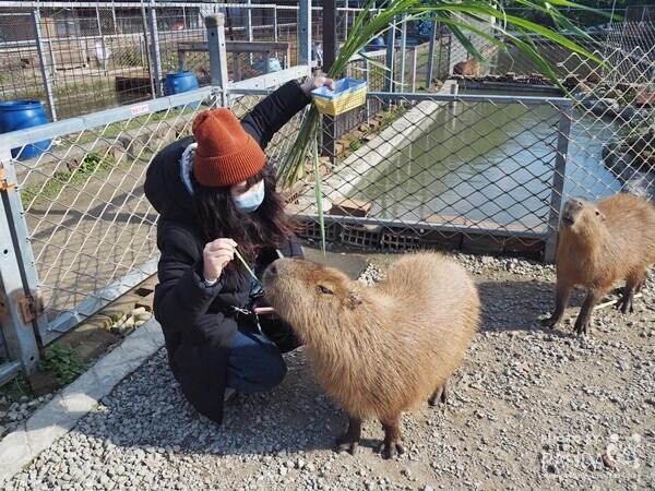 花鹿秘境-李家摸蜆農場 (16)