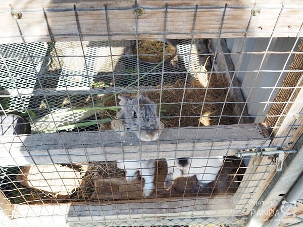 花鹿秘境-李家摸蜆農場 (25)