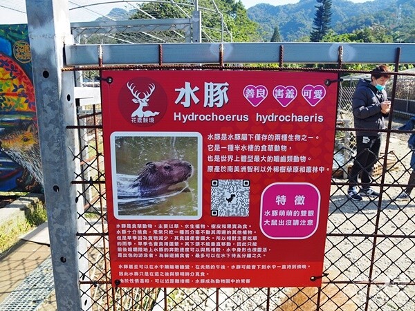 花鹿秘境-李家摸蜆農場 (6)