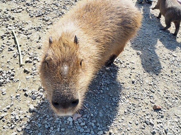花鹿秘境-李家摸蜆農場 (15)