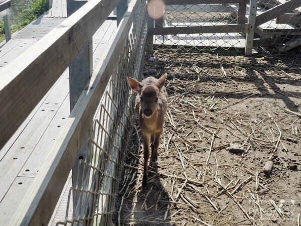 花鹿秘境-李家摸蜆農場 (32)