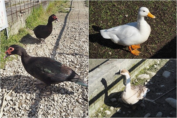 花鹿秘境-李家摸蜆農場 (2)