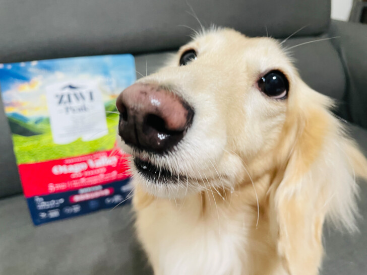 【ZIWI巔峰狗飼料】超強肉含量頂級飼料｜小臘腸咪咪一吃就愛上~