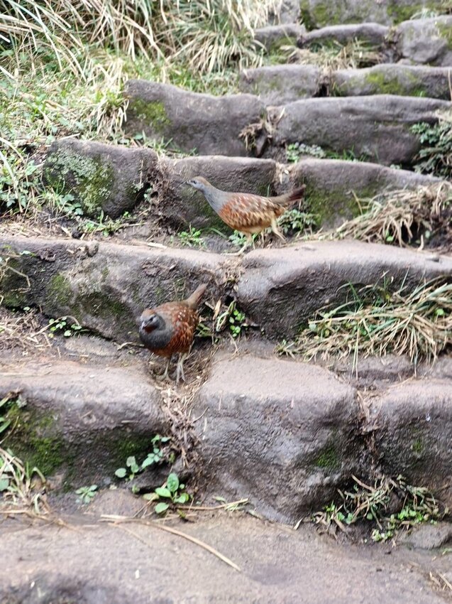 【台北.北投】陽明山免費景點。七星山冷水坑登山口-東峰-主峰-夢幻湖-冷水坑路線