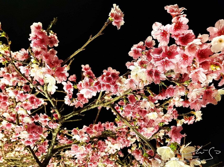 【2022東湖樂活公園櫻花】賞夜櫻最新情報 ➤ 樂活夜櫻季！3公里多達9種櫻花！北台灣賞櫻熱門景點！寒櫻/八重