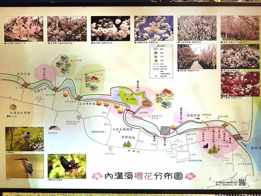 【2022東湖樂活公園櫻花】賞夜櫻最新情報 ➤ 樂活夜櫻季！3公里多達9種櫻花！北台灣賞櫻熱門景點！寒櫻/八重