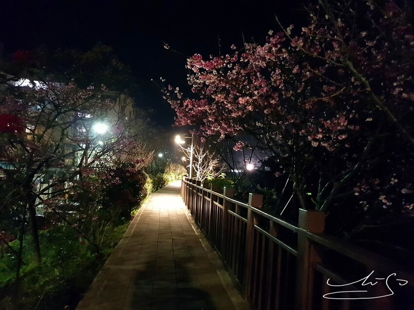【2022東湖樂活公園櫻花】賞夜櫻最新情報 ➤ 樂活夜櫻季！3公里多達9種櫻花！北台灣賞櫻熱門景點！寒櫻/八重