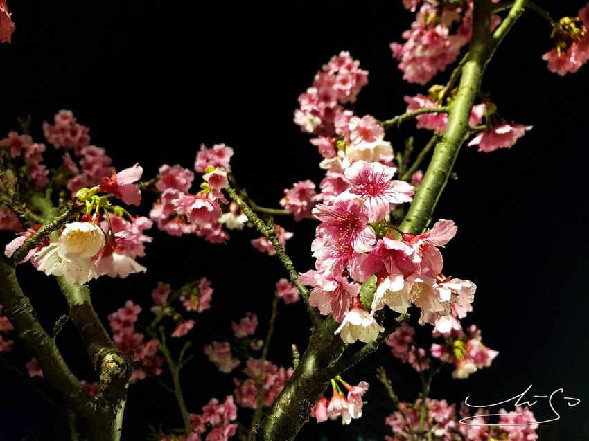 【2022東湖樂活公園櫻花】賞夜櫻最新情報 ➤ 樂活夜櫻季！3公里多達9種櫻花！北台灣賞櫻熱門景點！寒櫻/八重