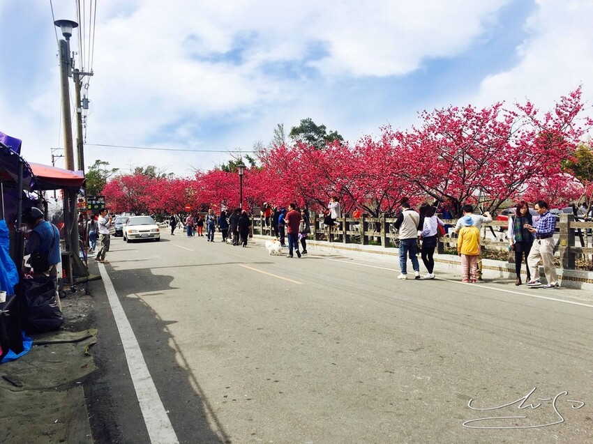 【2022台灣櫻花季】全台賞櫻景點推薦Top7 ➤ 最新情報！熱門打卡景點！交通資訊/賞櫻花期一次告訴你！