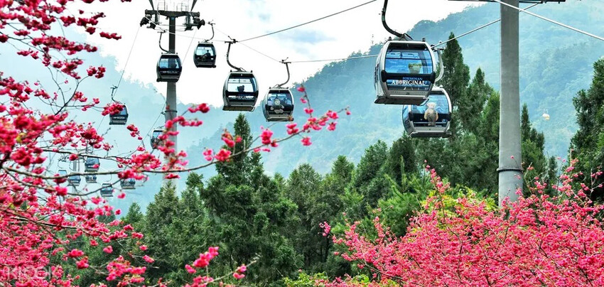 【2022台灣櫻花季】全台賞櫻景點推薦Top7 ➤ 最新情報！熱門打卡景點！交通資訊/賞櫻花期一次告訴你！