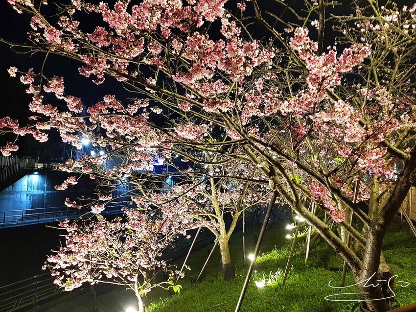 【2022東湖樂活公園櫻花】賞夜櫻最新情報 ➤ 樂活夜櫻季！3公里多達9種櫻花！北台灣賞櫻熱門景點！寒櫻/八重