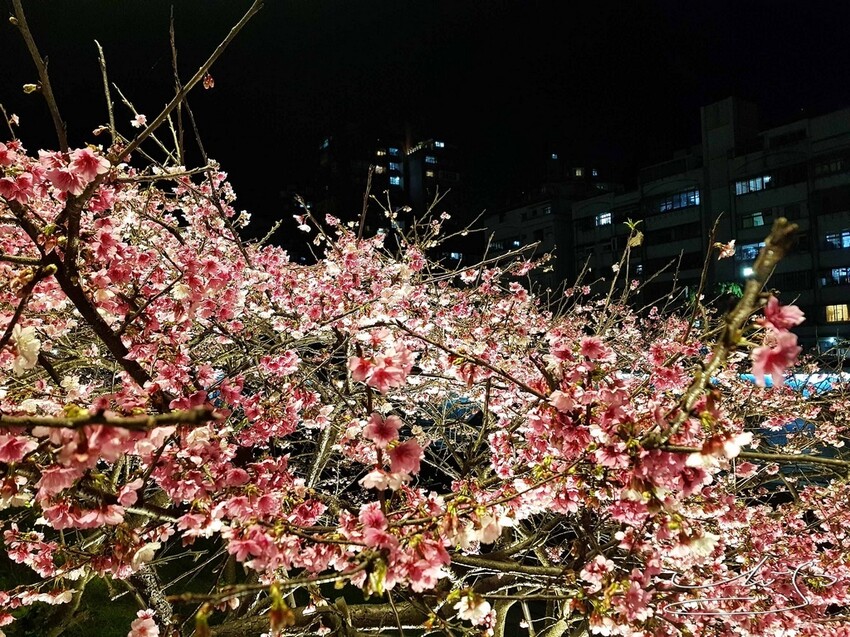 【2022東湖樂活公園櫻花】賞夜櫻最新情報 ➤ 樂活夜櫻季！3公里多達9種櫻花！北台灣賞櫻熱門景點！寒櫻/八重