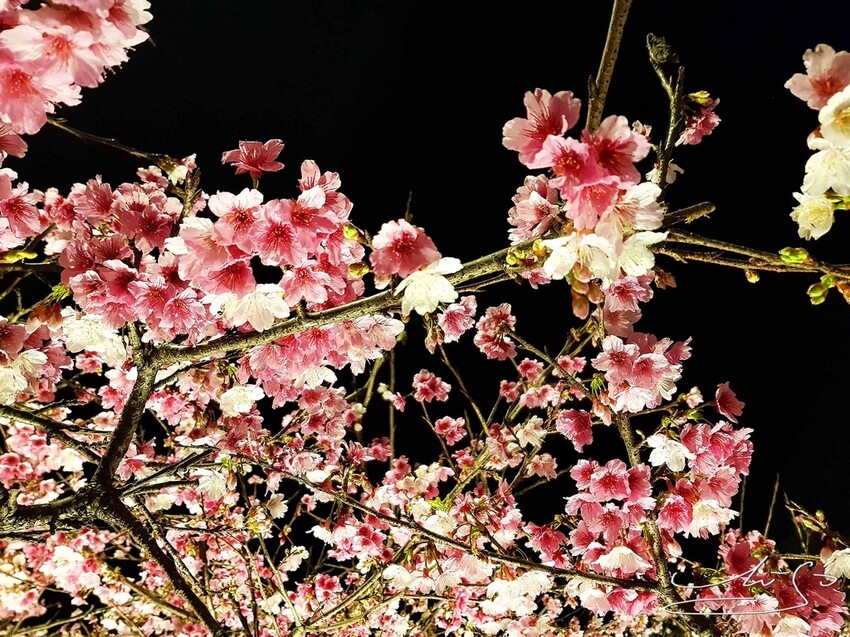 【2022東湖樂活公園櫻花】賞夜櫻最新情報 ➤ 樂活夜櫻季！3公里多達9種櫻花！北台灣賞櫻熱門景點！寒櫻/八重