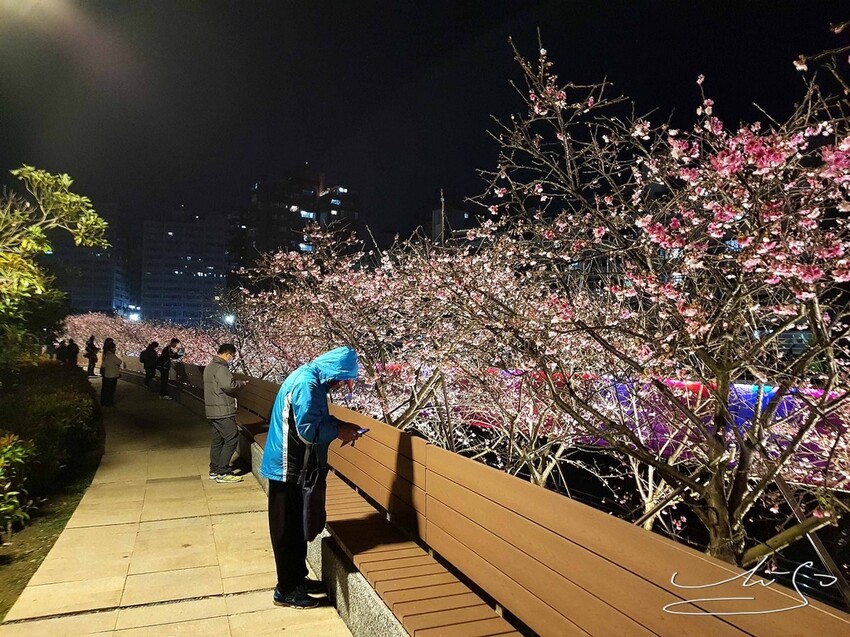【2022東湖樂活公園櫻花】賞夜櫻最新情報 ➤ 樂活夜櫻季！3公里多達9種櫻花！北台灣賞櫻熱門景點！寒櫻/八重