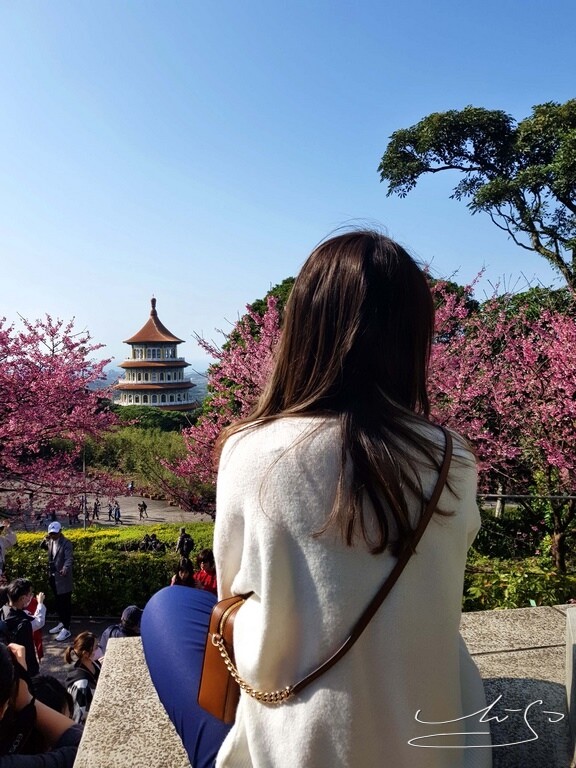 【2022淡水天元宮櫻花】賞櫻花季最新情報 ➤ 賞櫻前線交通資訊！北台灣賞櫻熱門景點！三色櫻／吉野櫻花期！