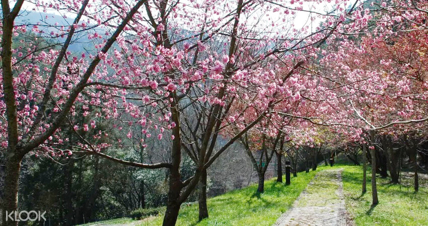 【2022台灣櫻花季】全台賞櫻景點推薦Top7 ➤ 最新情報！熱門打卡景點！交通資訊/賞櫻花期一次告訴你！