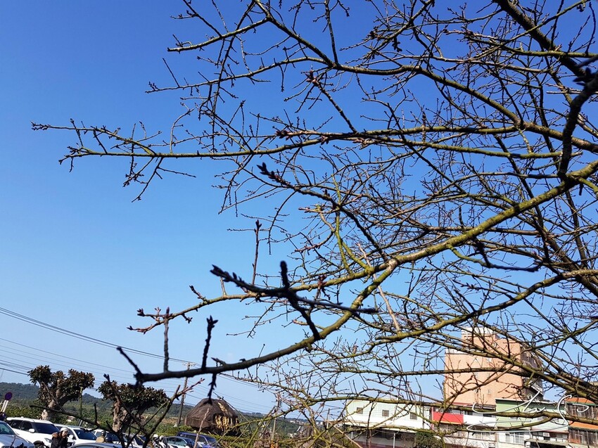 【2022淡水天元宮櫻花】賞櫻花季最新情報 ➤ 賞櫻前線交通資訊！北台灣賞櫻熱門景點！三色櫻／吉野櫻花期！