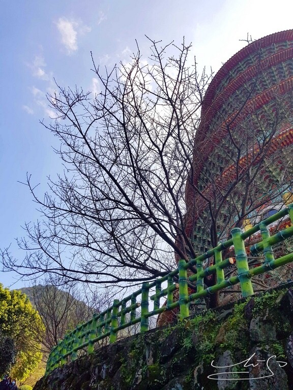 【2022淡水天元宮櫻花】賞櫻花季最新情報 ➤ 賞櫻前線交通資訊！北台灣賞櫻熱門景點！三色櫻／吉野櫻花期！