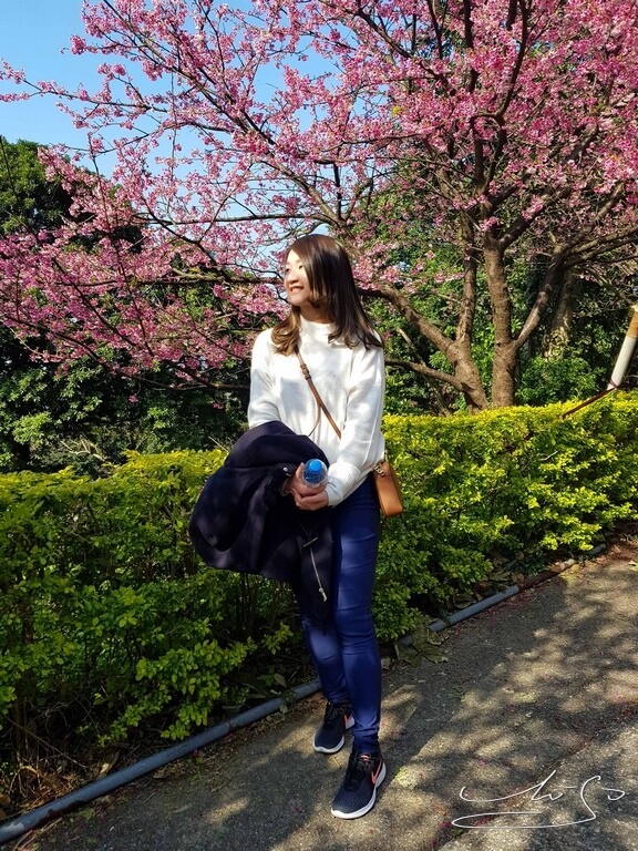 【2022台灣櫻花季】全台賞櫻景點推薦Top7 ➤ 最新情報！熱門打卡景點！交通資訊/賞櫻花期一次告訴你！