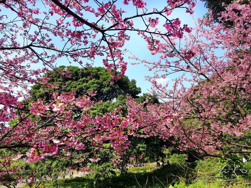 【2022淡水天元宮櫻花】賞櫻花季最新情報 ➤ 賞櫻前線交通資訊！北台灣賞櫻熱門景點！三色櫻／吉野櫻花期！