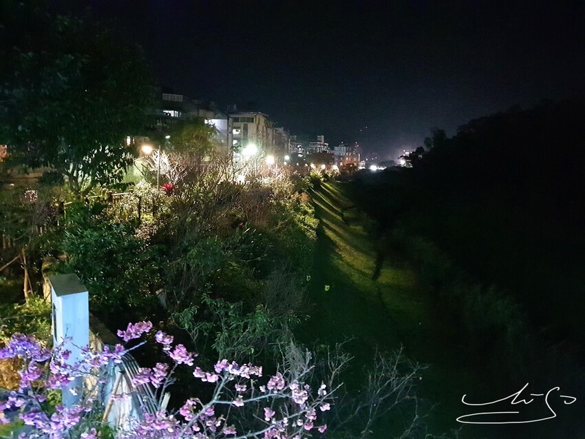 【2022東湖樂活公園櫻花】賞夜櫻最新情報 ➤ 樂活夜櫻季！3公里多達9種櫻花！北台灣賞櫻熱門景點！寒櫻/八重