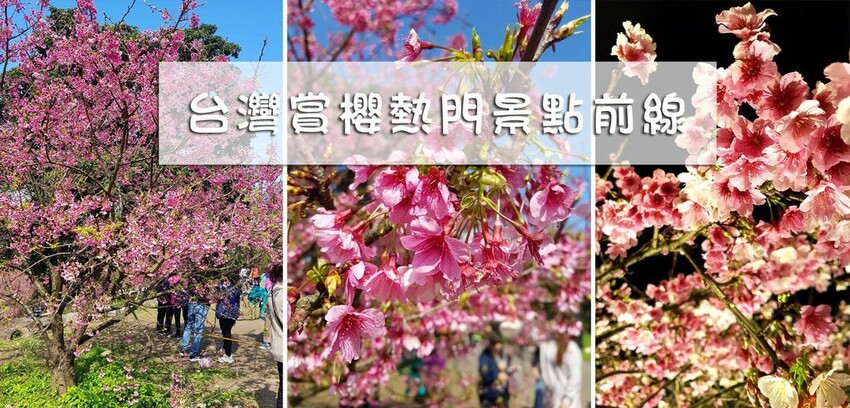 【2022淡水天元宮櫻花】賞櫻花季最新情報 ➤ 賞櫻前線交通資訊！北台灣賞櫻熱門景點！三色櫻／吉野櫻花期！